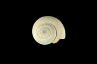 藏品(草黃車輪螺)的圖片